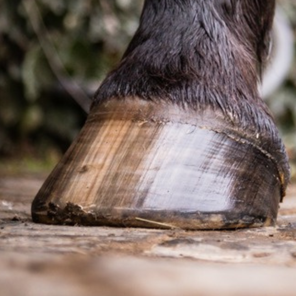 Leovet frog and hoof health