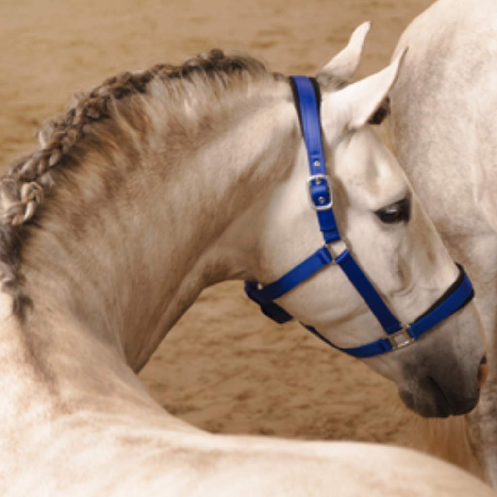 HKM gear for the horse