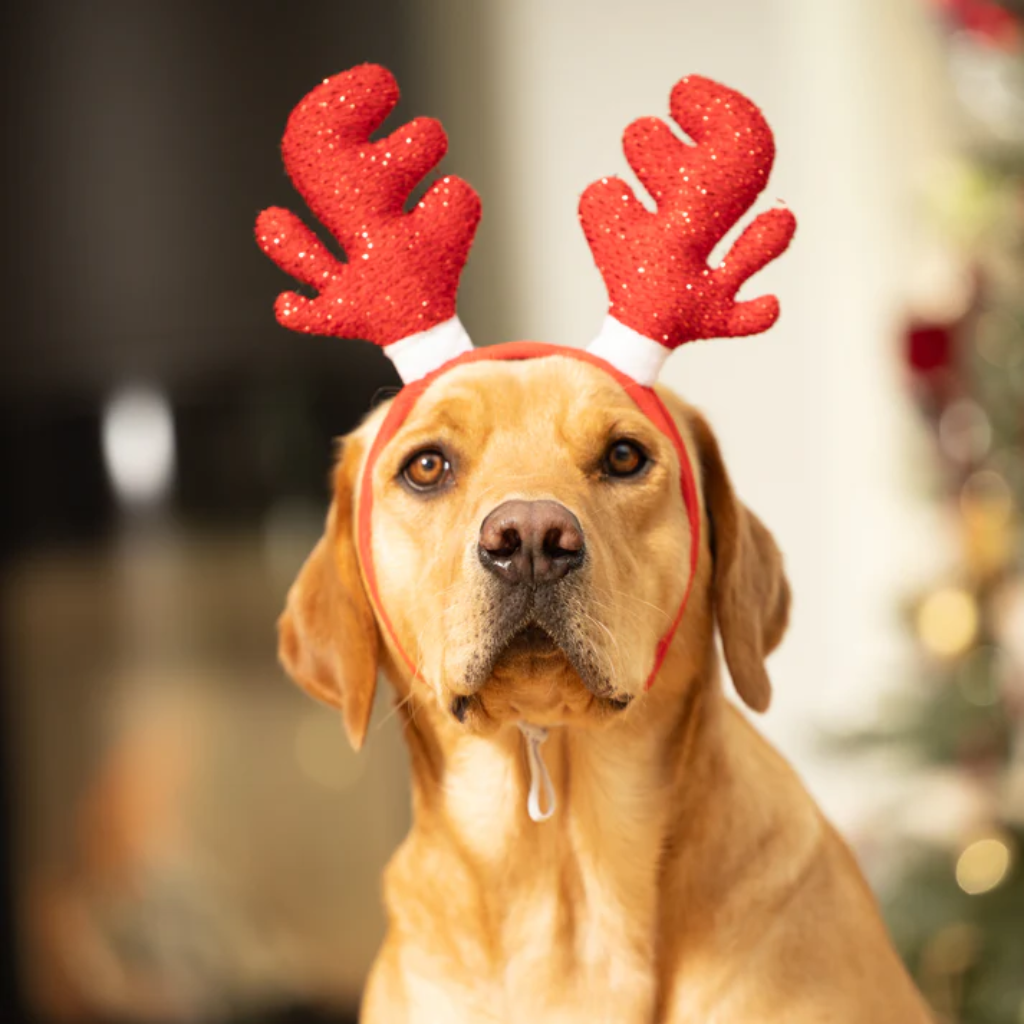 Christmas Gifts for Dogs