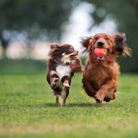 Equine America For Dogs