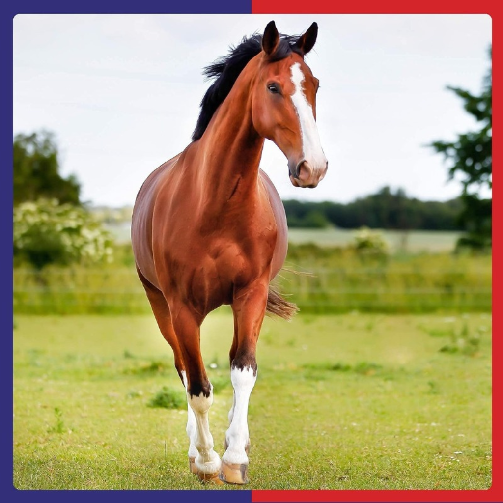 Equine America Vitamins & Minerals