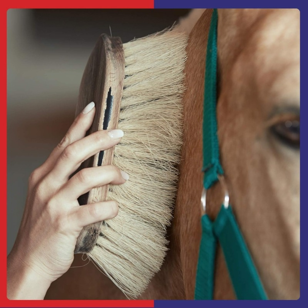 Equine America Grooming & First Aid