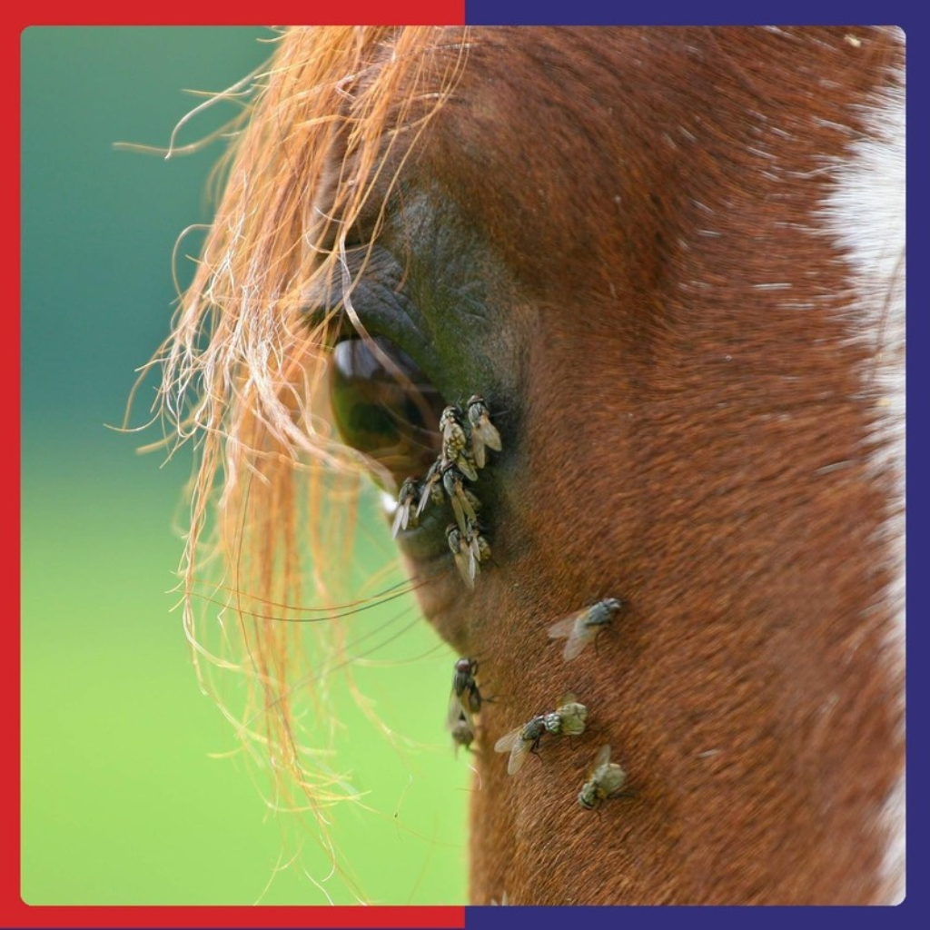 Equine America Fly & Summer Sprays
