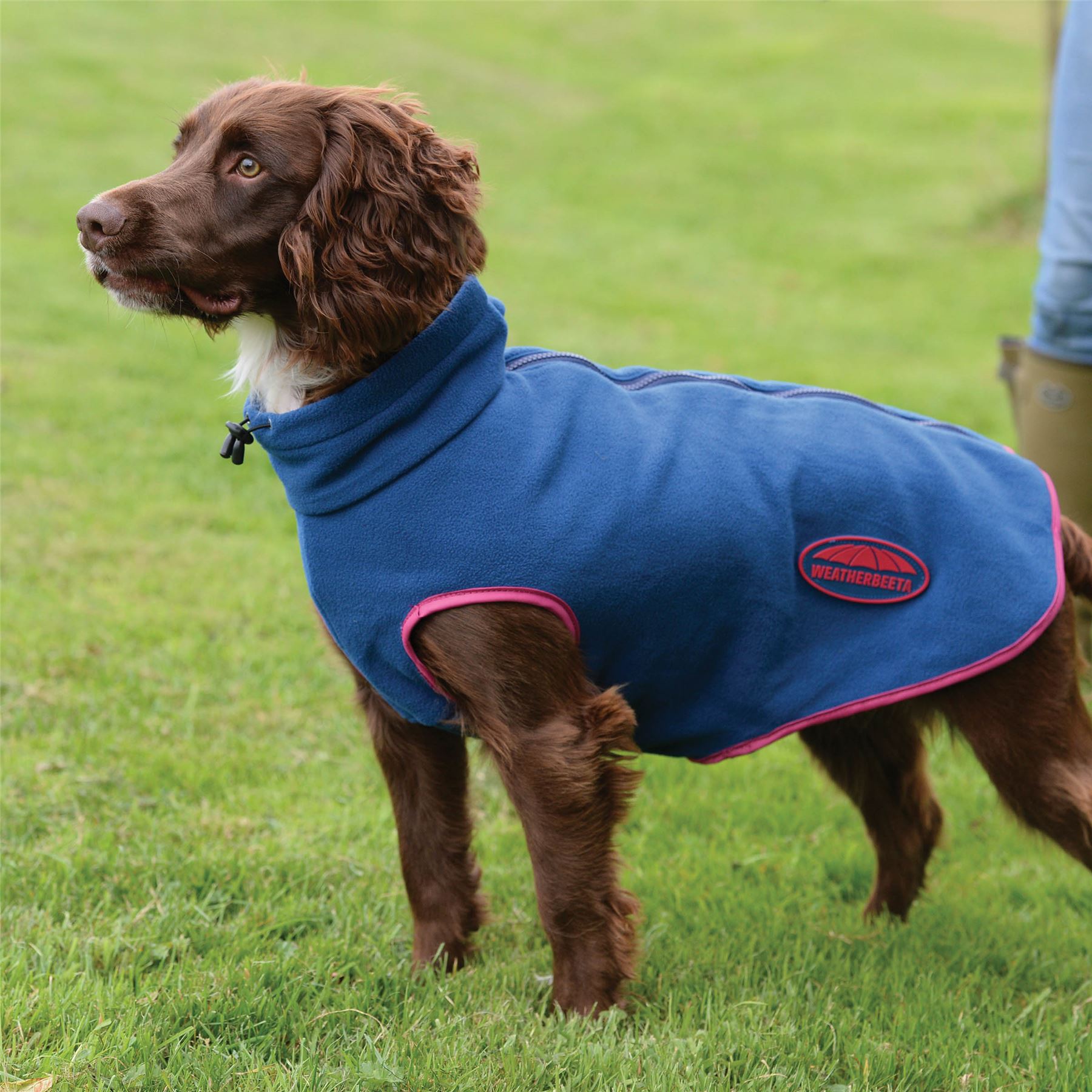 Chocolate cocker spaniel standing on grass wearing a blue fleece dog coat