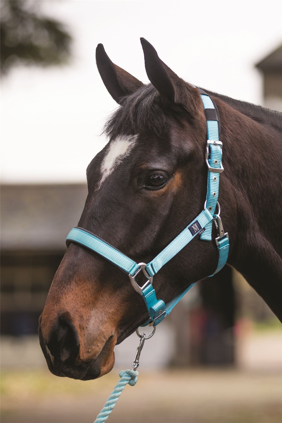Bay horse in a turquoise padded headcollar with matching lead rope in a stable yard