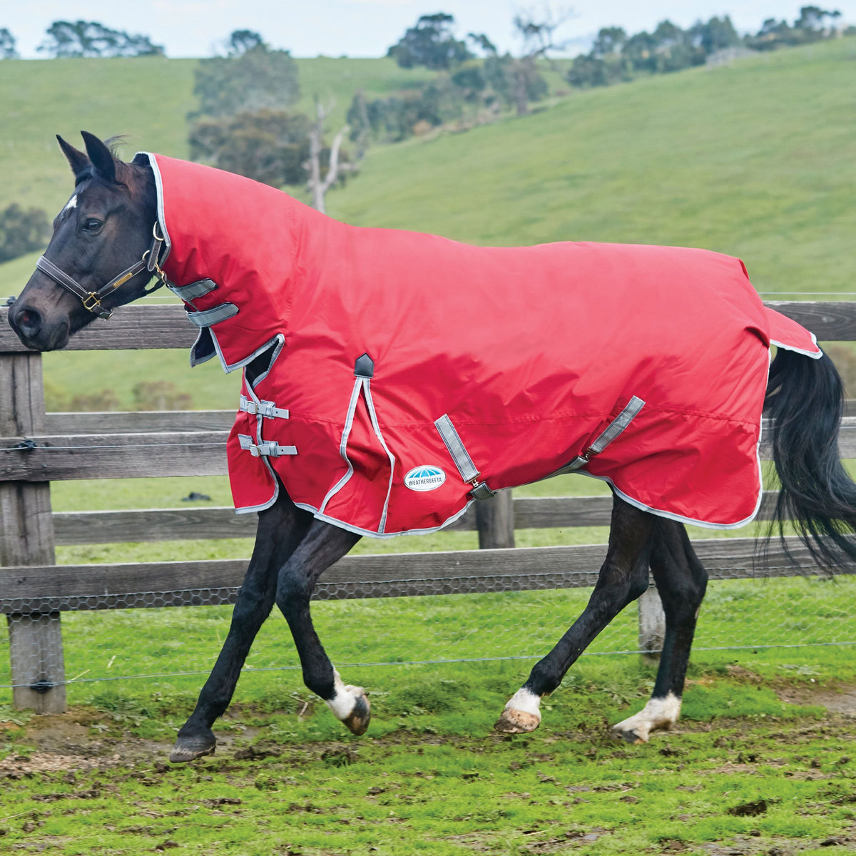 The Ultimate Horse Turnout Rugs: Find the Perfect Fit for Every Season ...