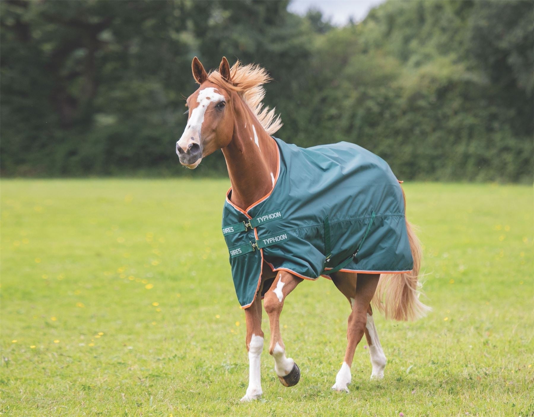Chestnut horse with flaxen mane walking in a green field wearing a teal waterproof turnout rug