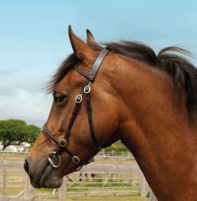 Bay horse wearing a black leather in-hand bridle in a paddock