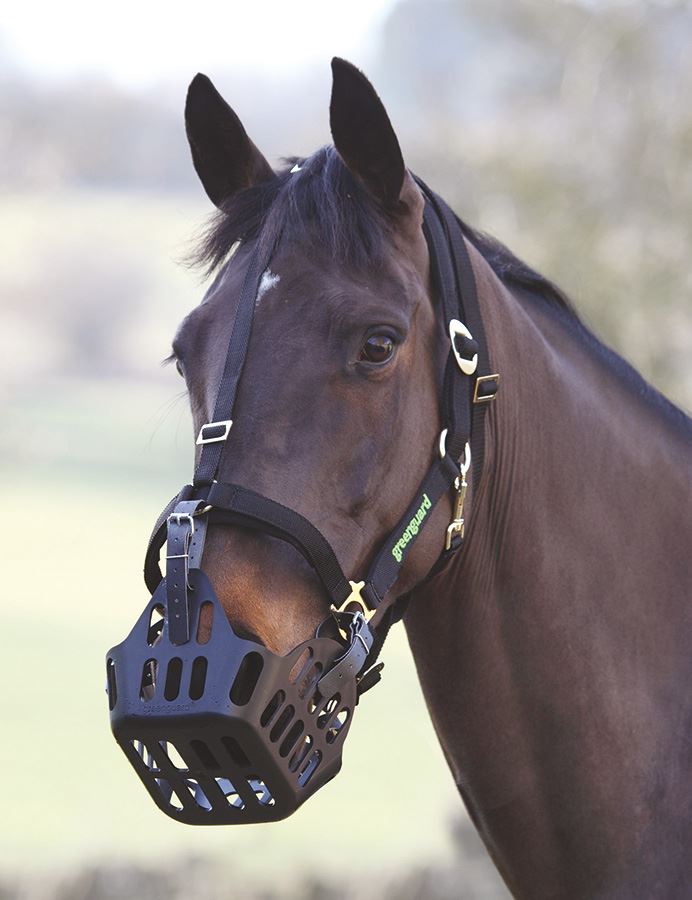 Bay horse in a field wearing a black grazing muzzle attached to a headcollar