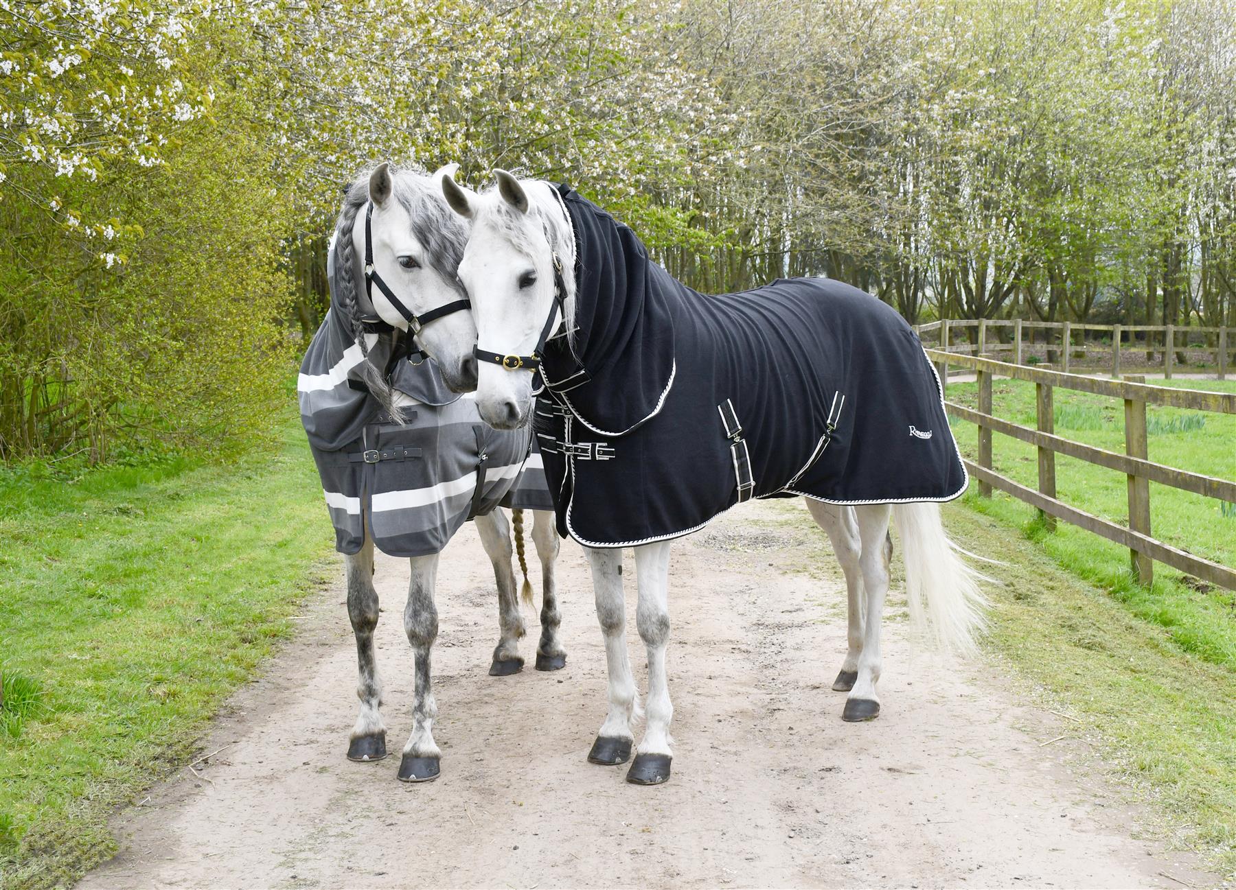 Two grey horses wearing black and grey full neck fleece rugs standing on a stable yard track