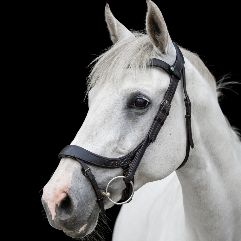Grey horse head portrait against a black background wearing a padded brown leather anatomic bridle
