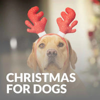 christmas gifts for dogs