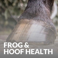 Essential Hoof Health Solutions From Leovet – Buy Today