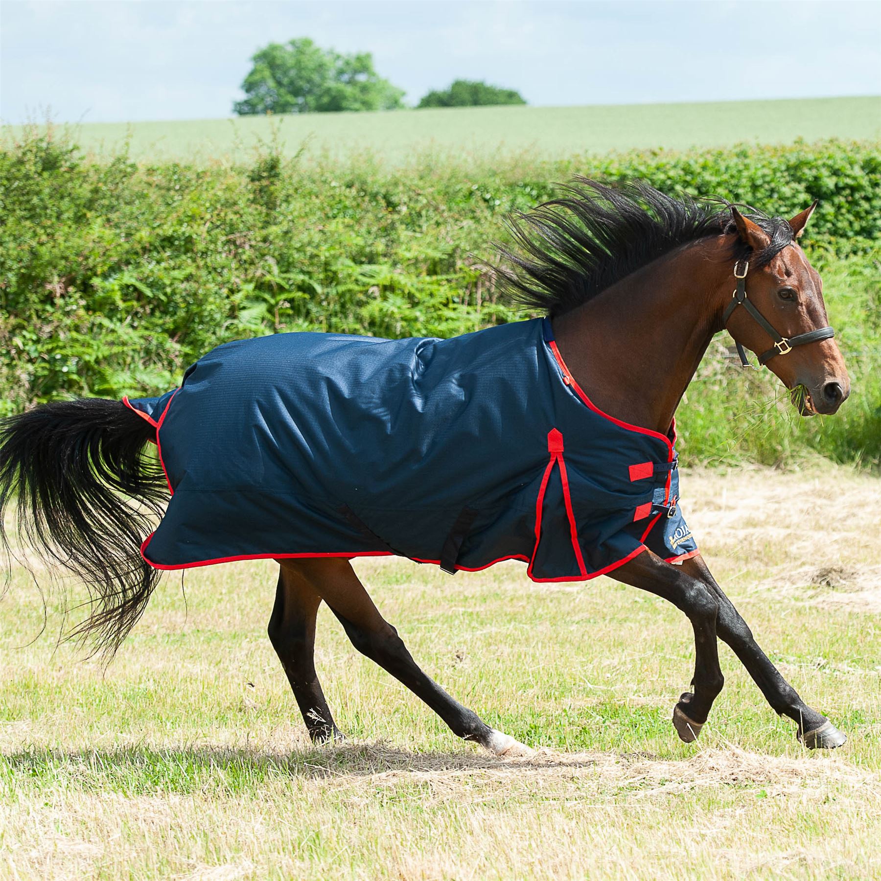 Bay horse cantering across a summer field wearing a navy turnout rug with red trim