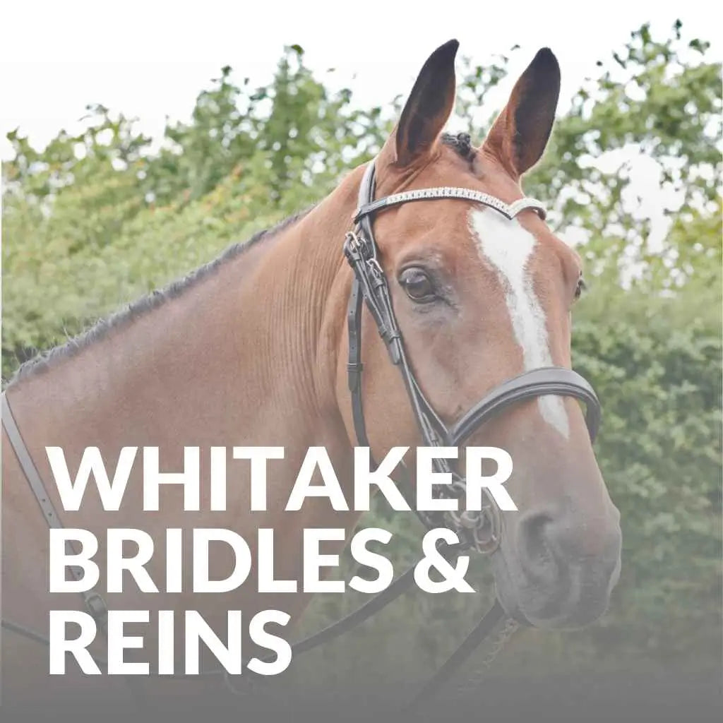 whiatker Bridle and Rein Range - just horse riders