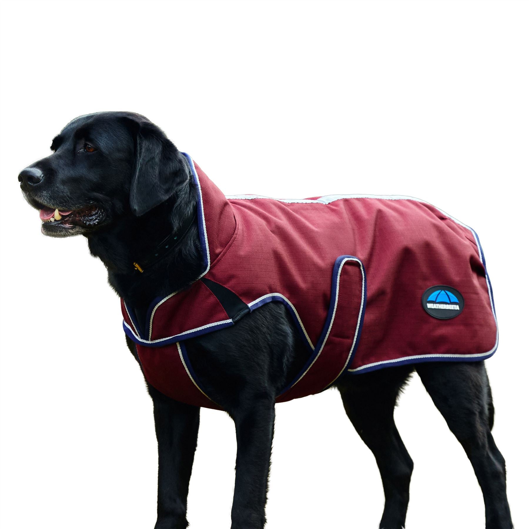 Black Labrador wearing a burgundy waterproof dog coat with navy and cream trim