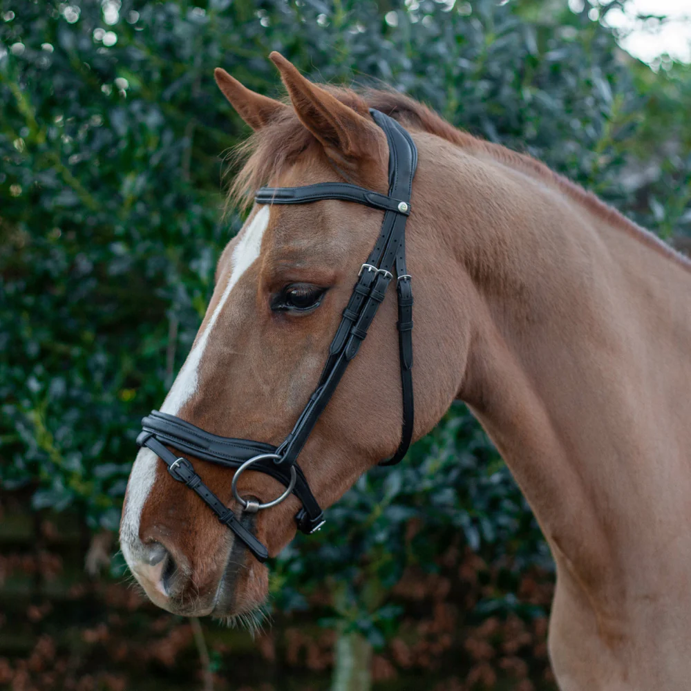 Anatomical Bridles at Just Horse Riders: Quality, Comfort, & Control