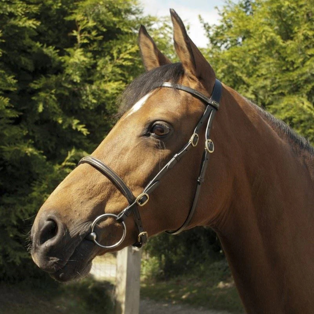 Shop In-Hand Bridles for Elegance & Functionality | Just Horse Riders
