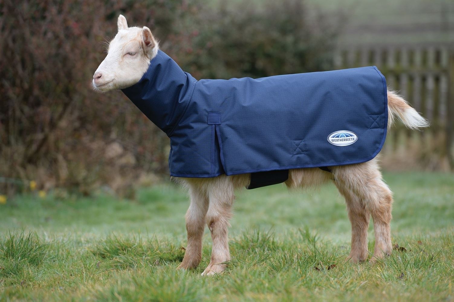 WeatherBeeta Deluxe Goat Coat with Neck - Just Horse Riders