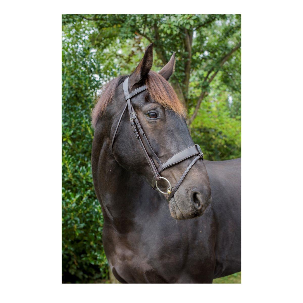 Eco Rider Tullamore Show Bridle: Anatomic Padded Horse Bridle Removable Flash - Just Horse Riders
