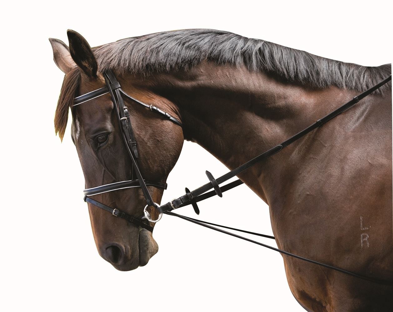 Kincade Elastic Chambon Training Strap - Just Horse Riders