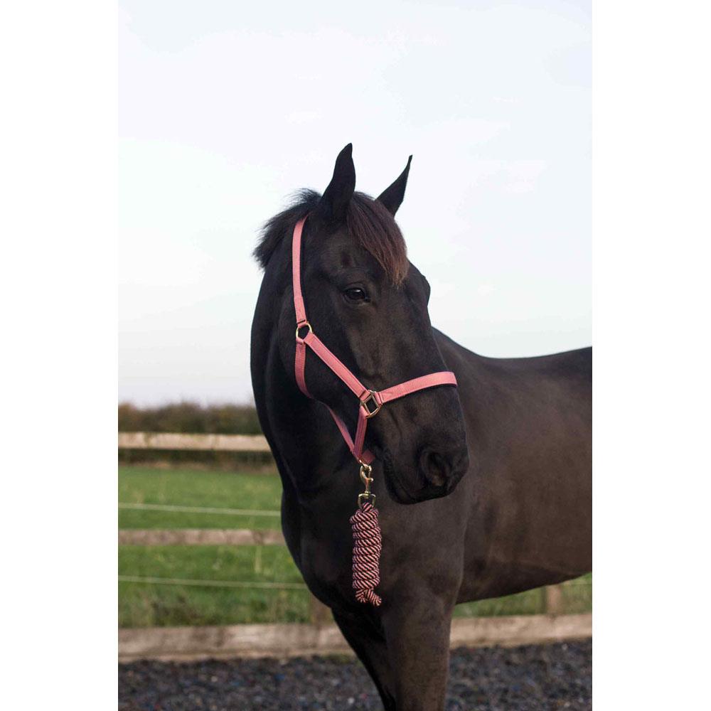 Adjustable Cameo Equine Horse Headcollar & Leadrope with No Rust Brass Fittings - Just Horse Riders