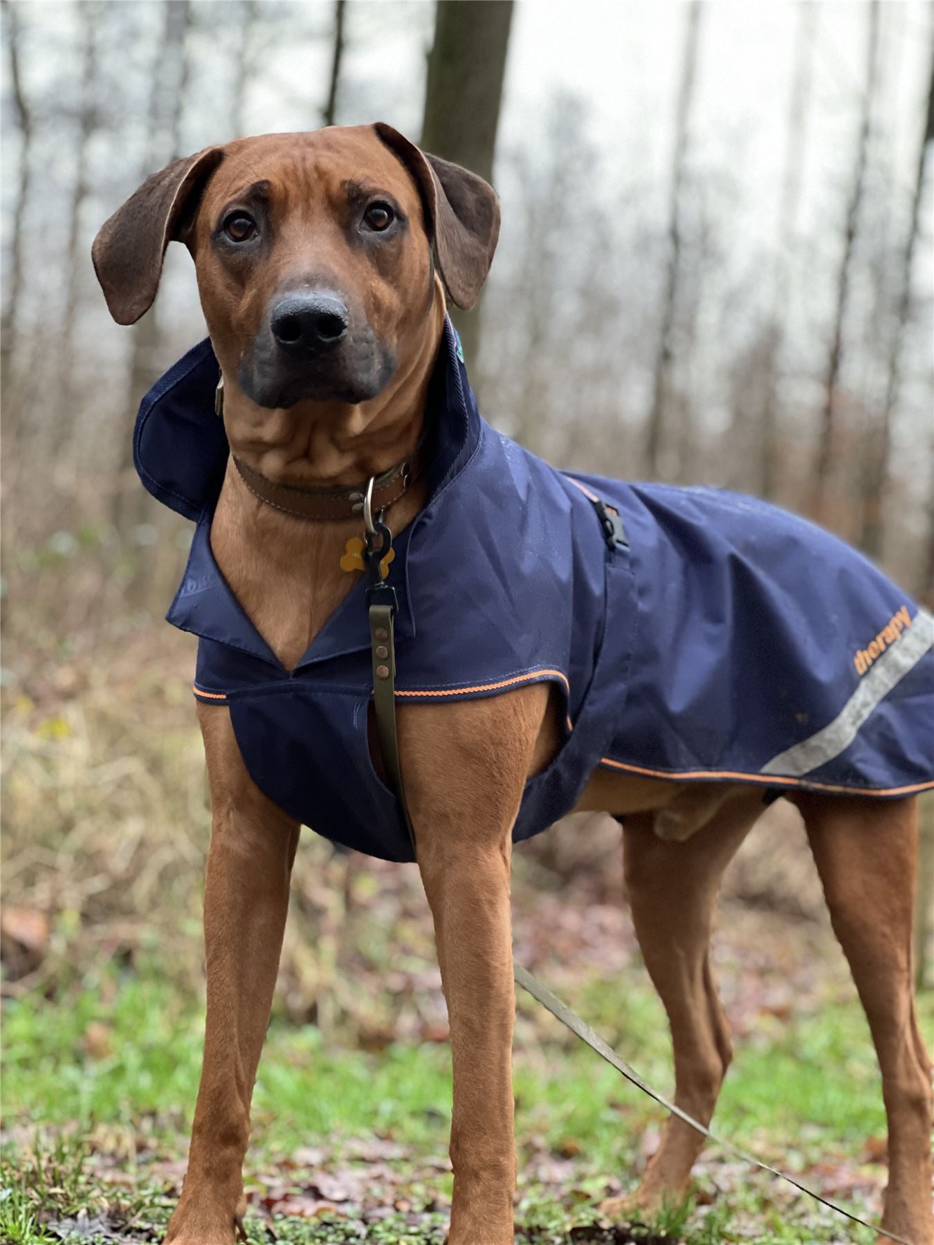 Bucas Therapy Dog Rug waterproof breathable dog coat with Recuptex circulation support fabric