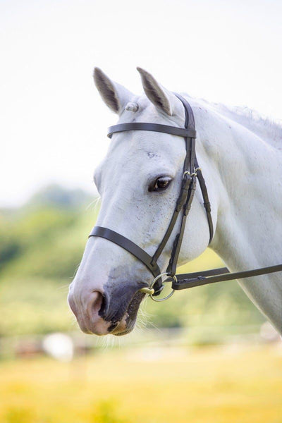 Museruola Shires Velociti RAPIDA Hunter Cavesson Per Cavallo, Taglia Hunter - Foto 2