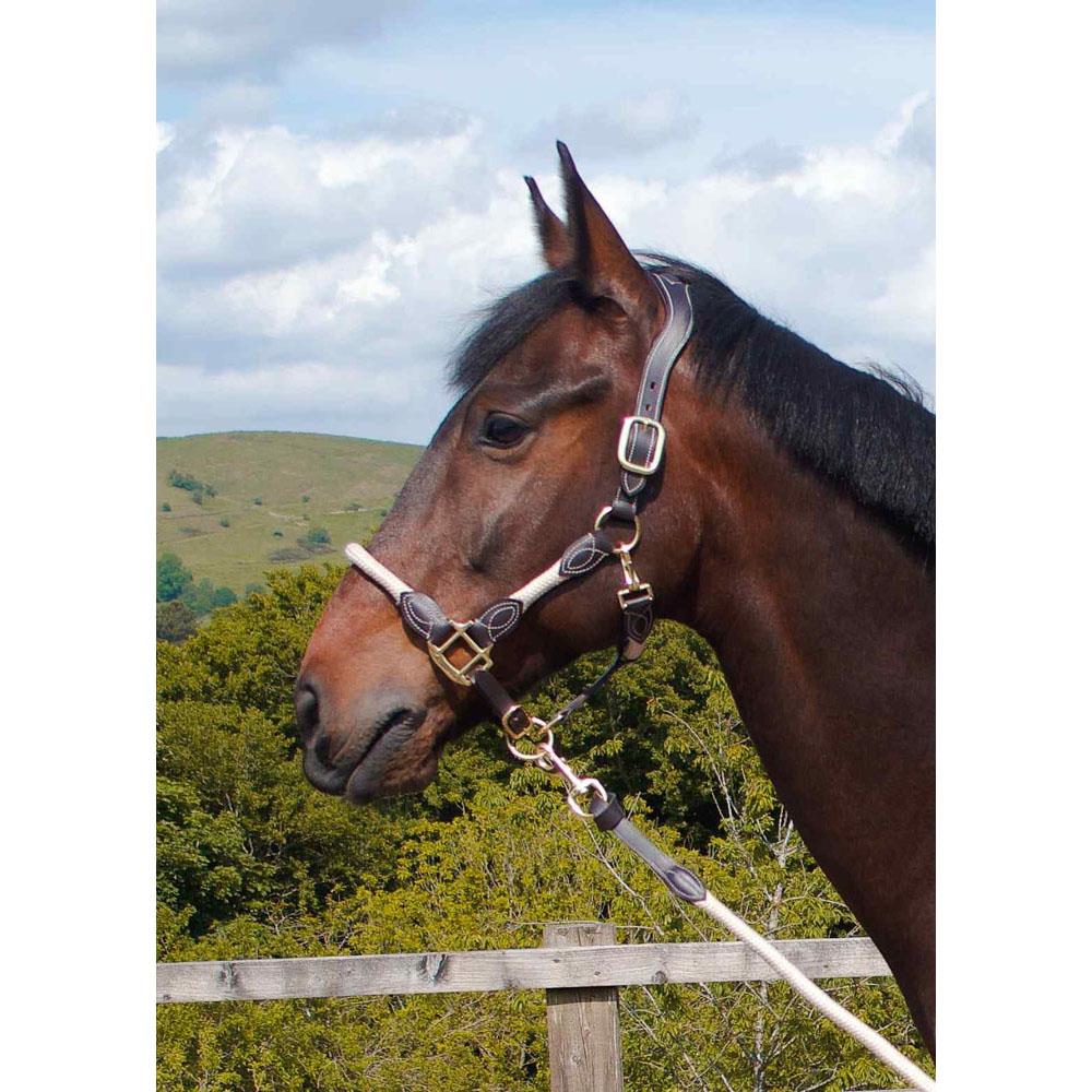 Control & Comfort: Anatomic Leather Headcollar for Horses & Ponies - Just Horse Riders
