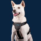 Carsafe Dog Travel Harness - Just Horse Riders