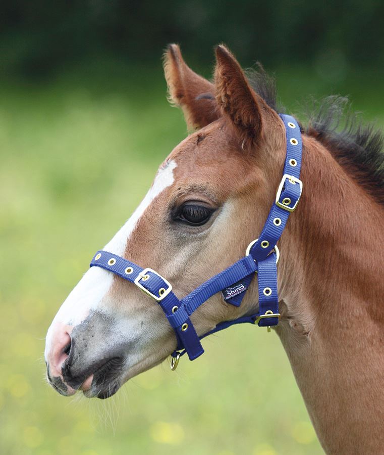 Shires Foal Headcollar | Next Day Delivery – Just Horse Riders