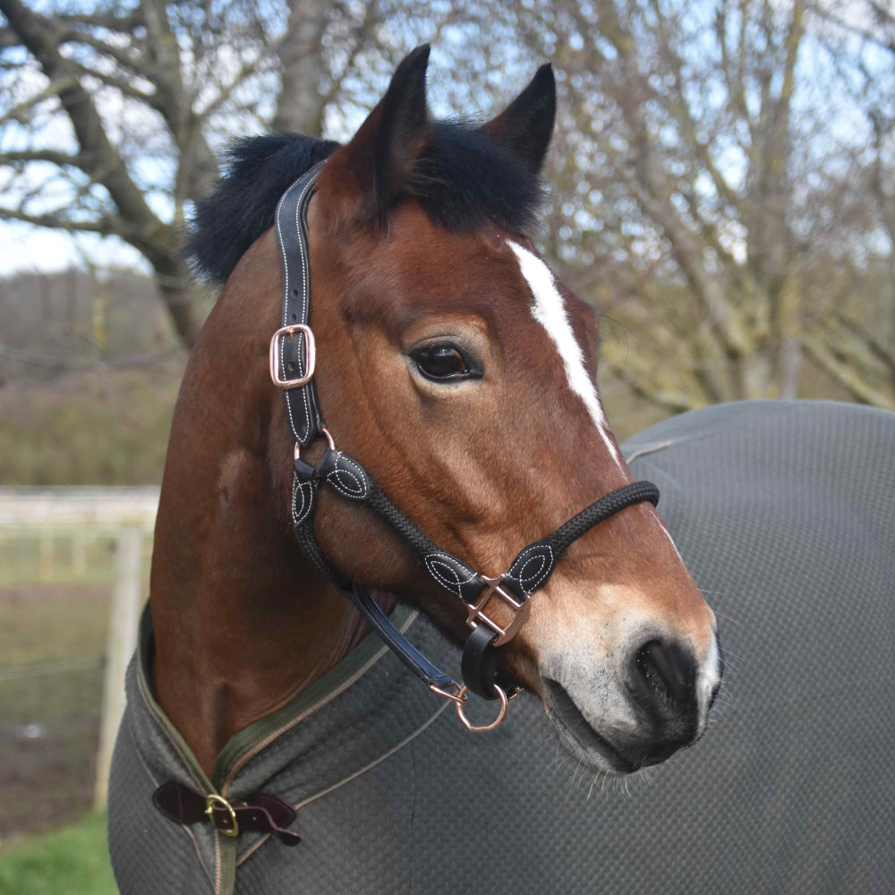 Control & Comfort: Anatomic Leather Headcollar for Horses & Ponies - Just Horse Riders