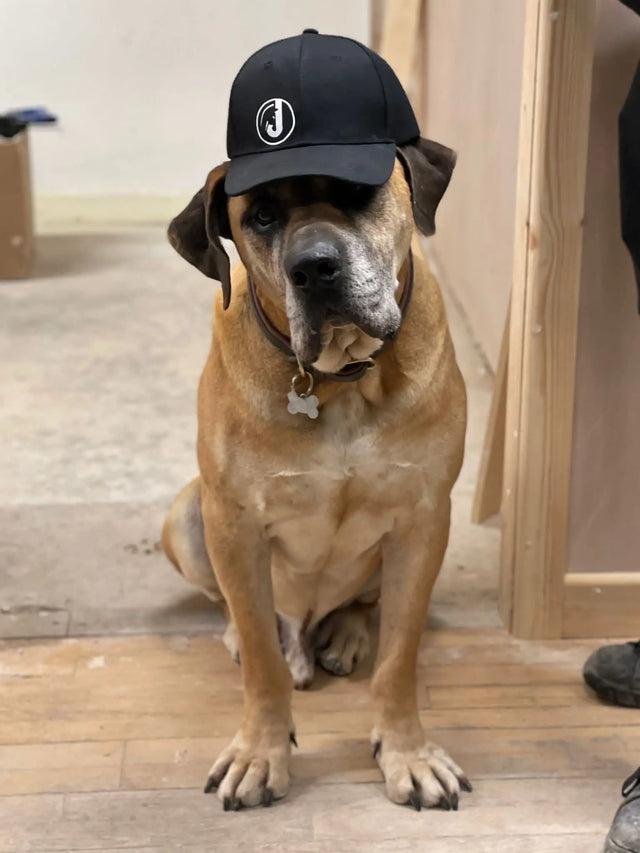 Dino, a dog in a Just Horse Riders cap