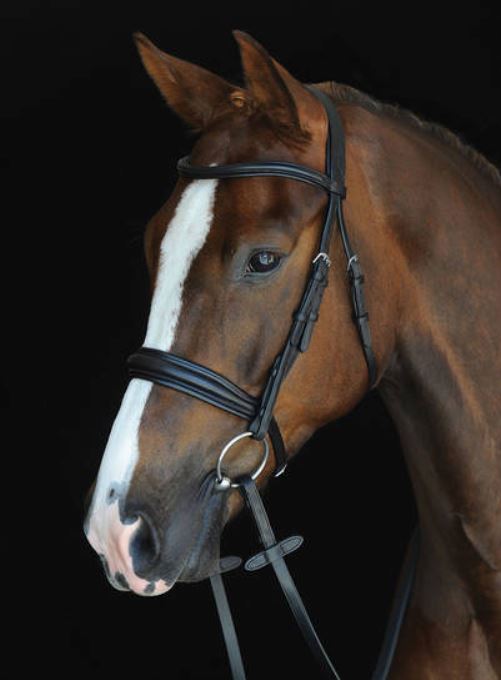 Collegiate Mono Crown Padded Raised Cavesson Bridle - Just Horse Riders