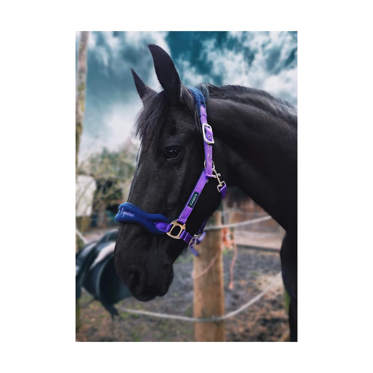 Cameo Equine Elite Show Headcollar & Rope Padded Fleece Braid Premium Fittings - Just Horse Riders