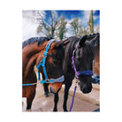 Cameo Equine Elite Show Headcollar & Rope Padded Fleece Braid Premium Fittings - Just Horse Riders