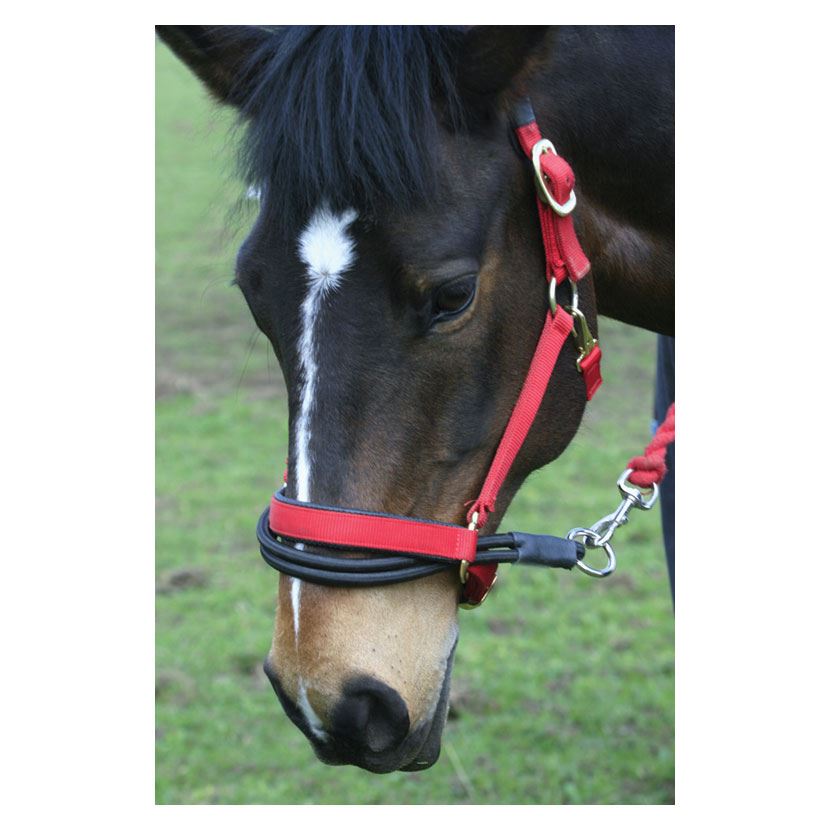 Ezyloader | Next Day Delivery | Loading Aid – Just Horse Riders