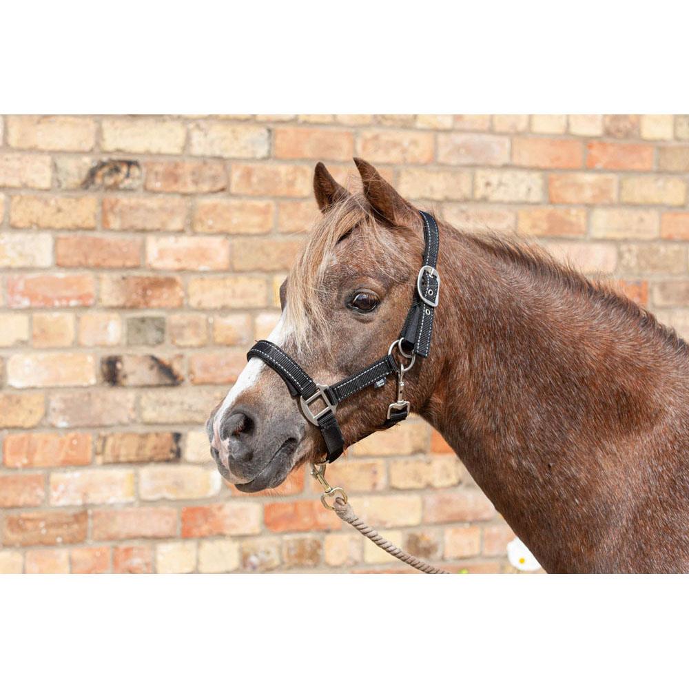 Cameo Equine Fieldsafe Headcollar - Keep Your Horse Safe with Reflective Webbing - Just Horse Riders