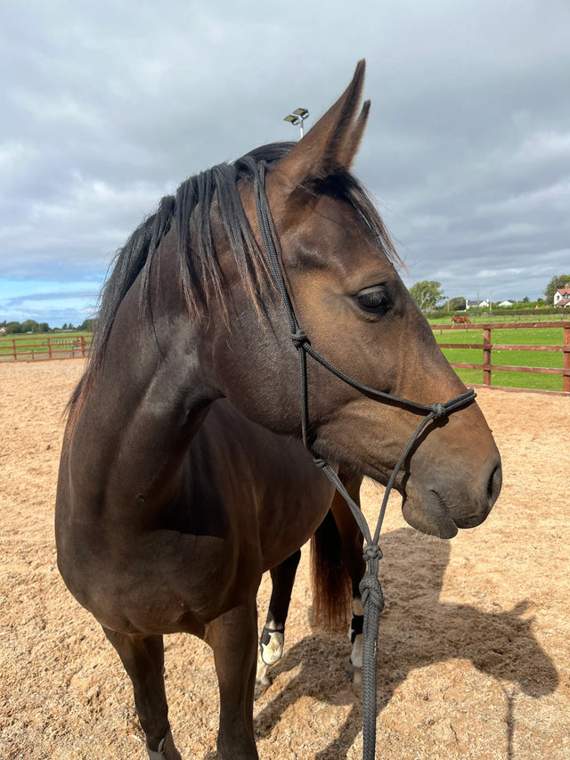 City, a bay horse