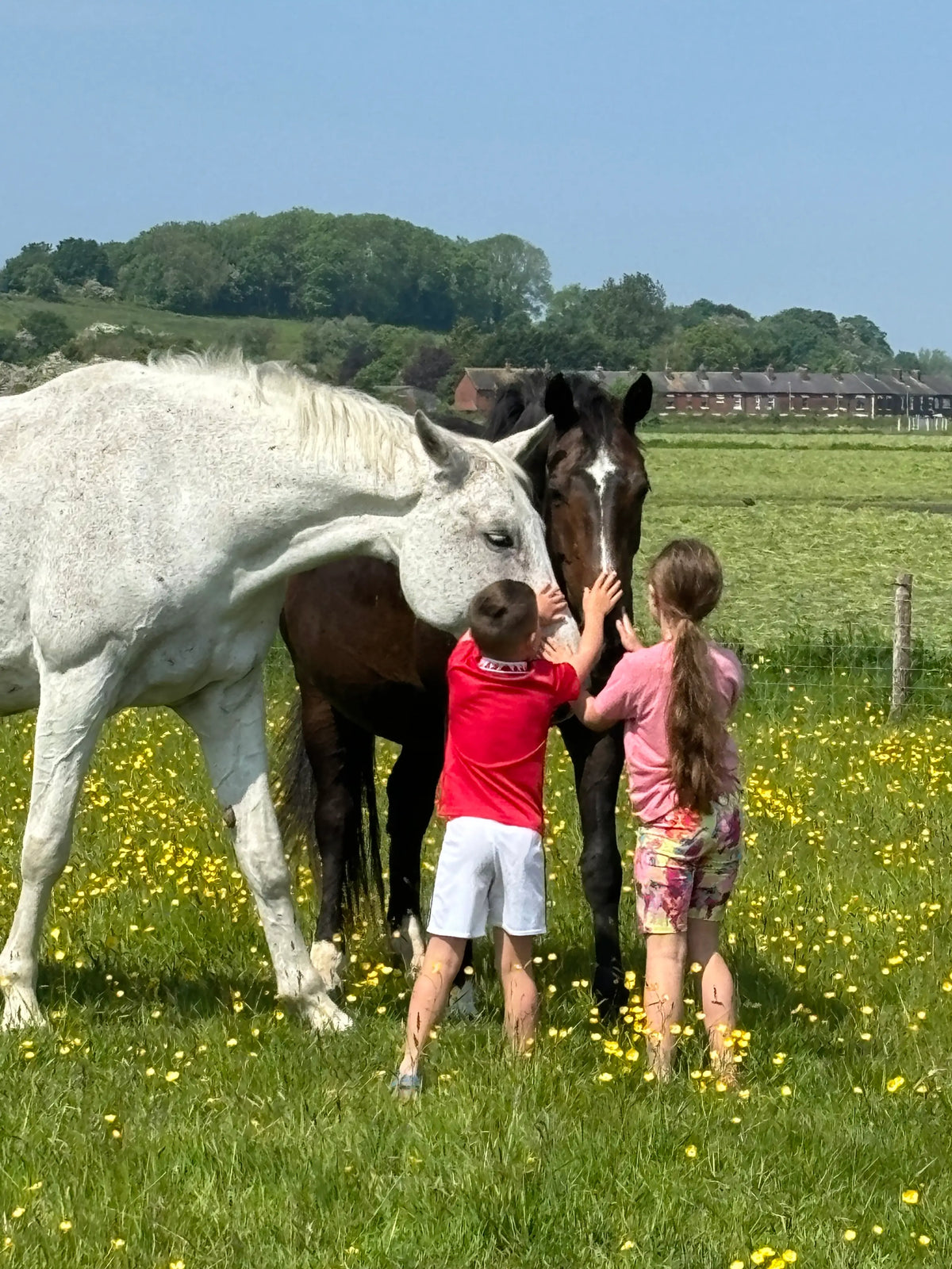 Two children stroking a grey horse and a bay horse in a buttercup field