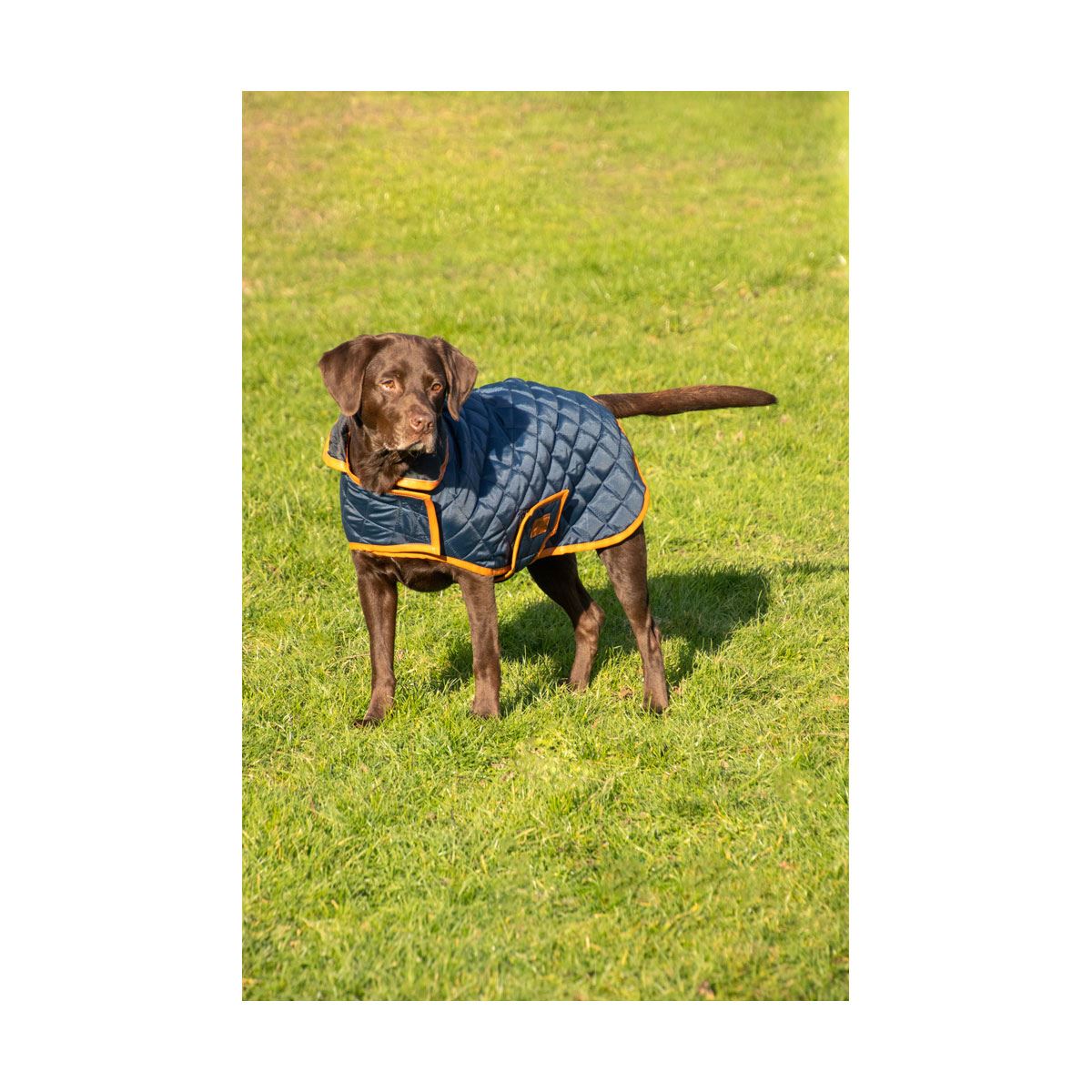 Benji & Flo Quilted Dog Coat - Just Horse Riders
