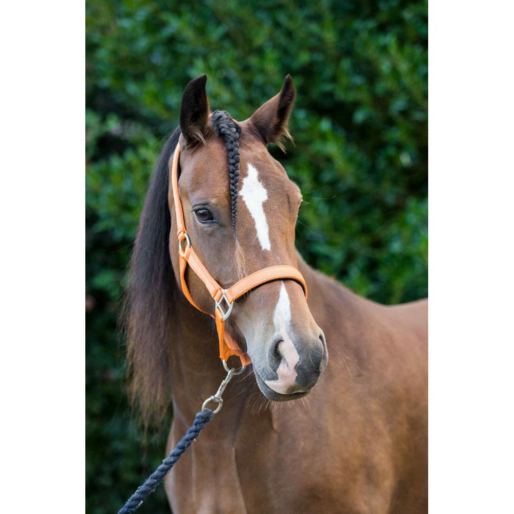 Cameo Equine Fieldsafe Headcollar - Keep Your Horse Safe with Reflective Webbing - Just Horse Riders