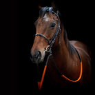 Cameo Equine Exercise Bridle - Elegant with Orange Grip Reins - Just Horse Riders