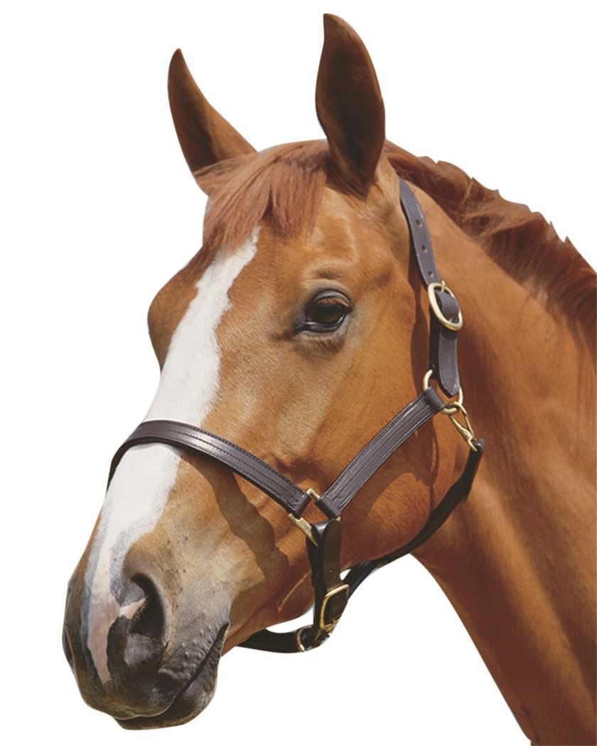 Kincade Triple Stitch Leather Headcollar - Just Horse Riders