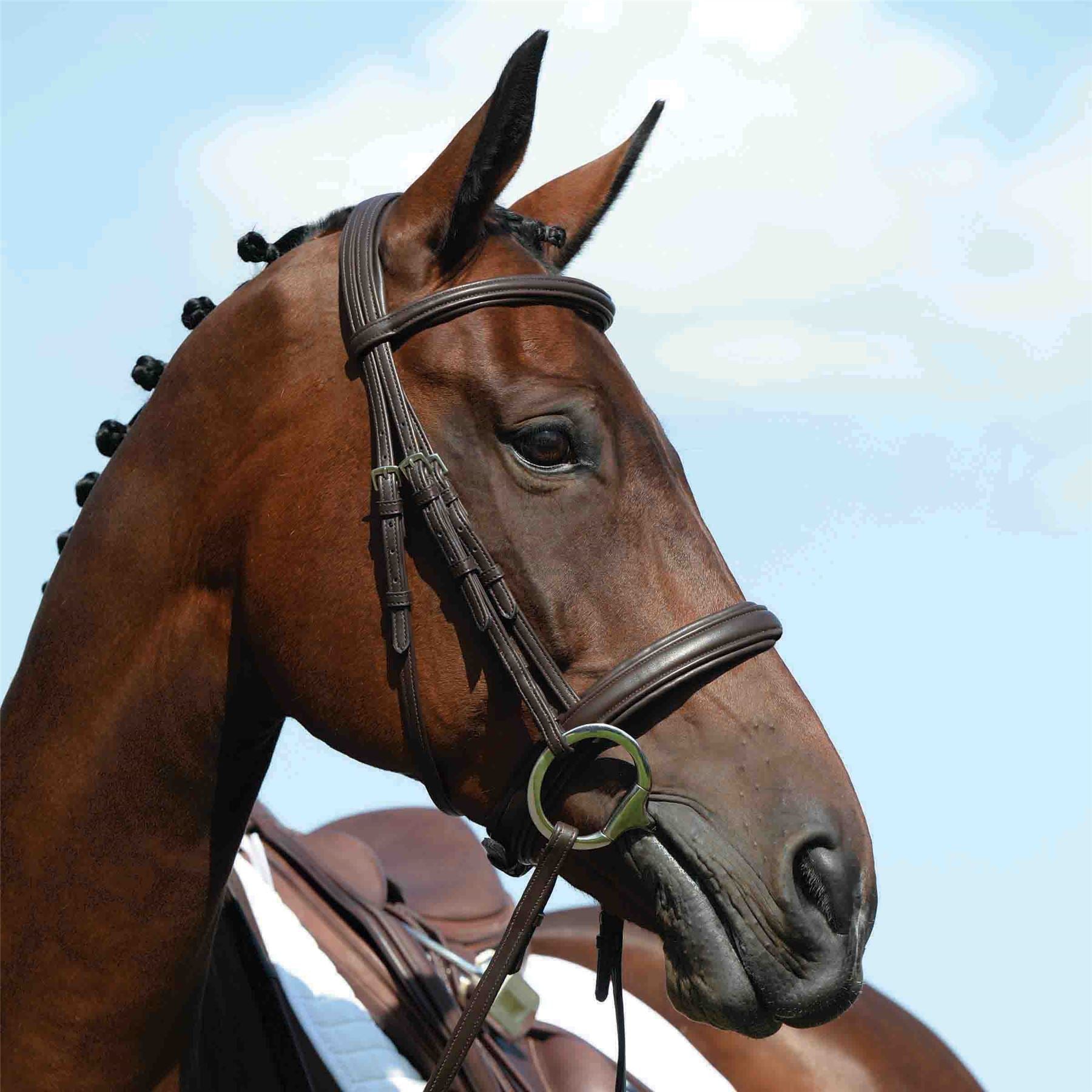 Collegiate Syntovia+ Padded Raised Cavesson Bridle - Just Horse Riders