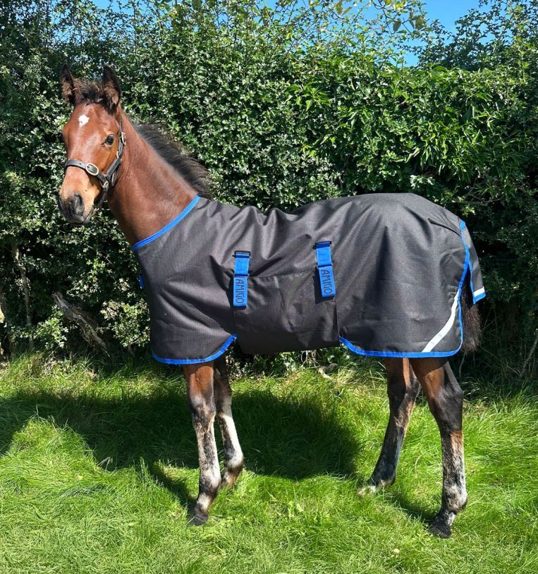 Horseware Amigo Foal Turnout Rug | Waterproof – Just Horse Riders