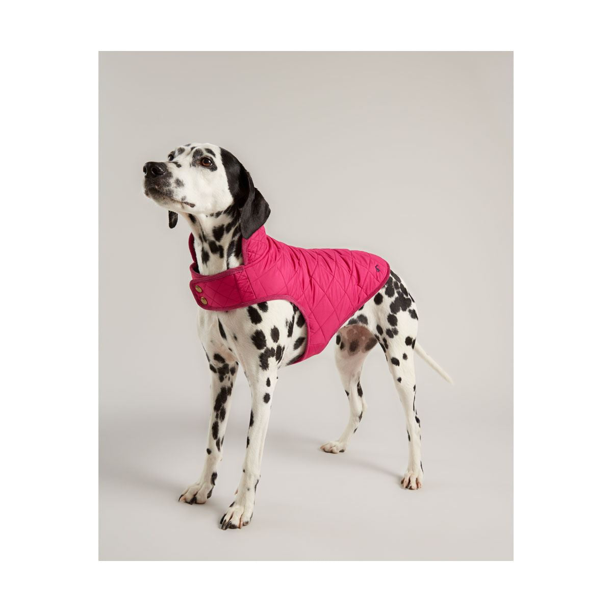 Joules Quilted Dog Coat - Just Horse Riders