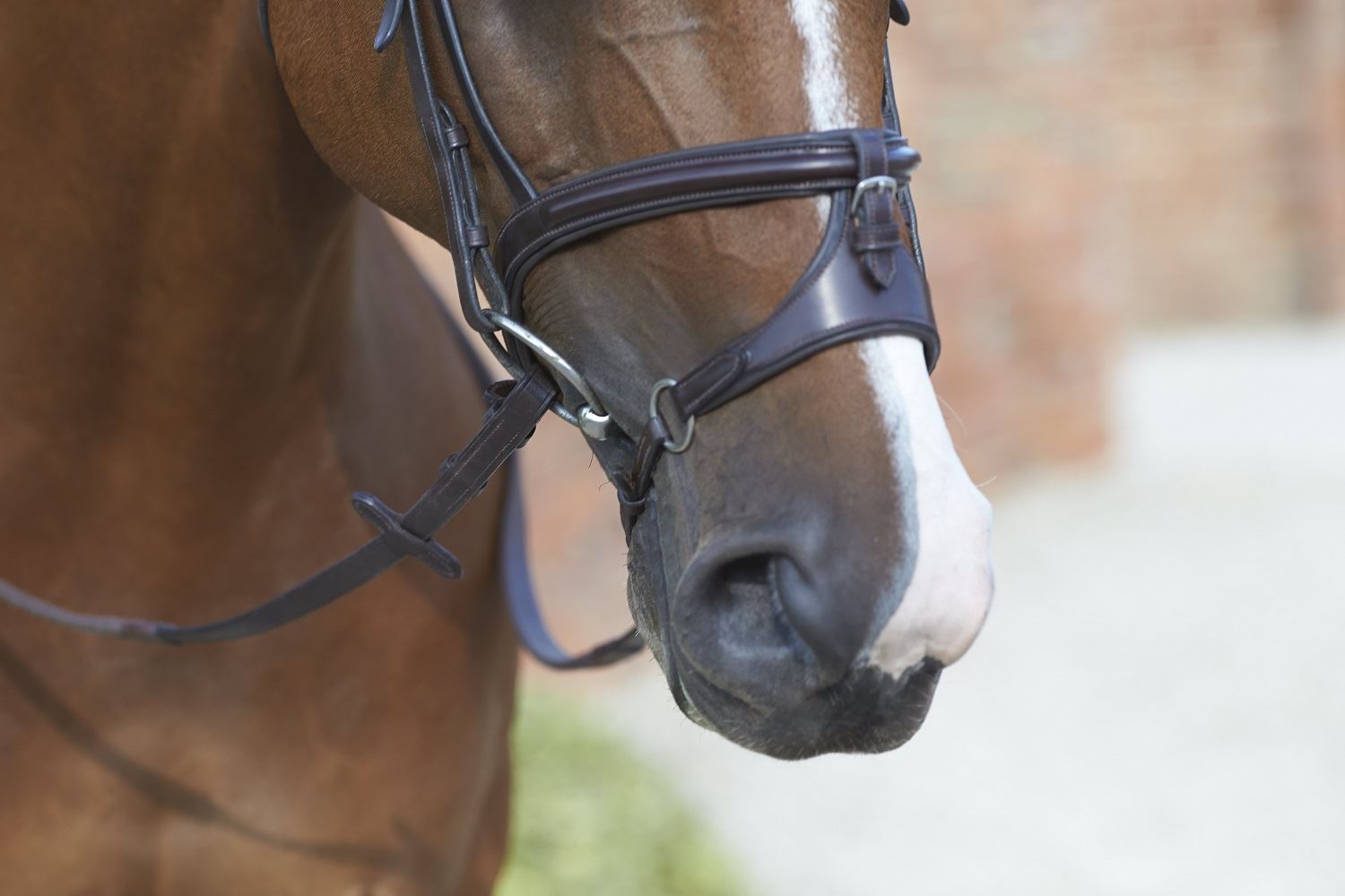 Mark Todd Performance Cavesson Noseband For Attachment - Just Horse Riders