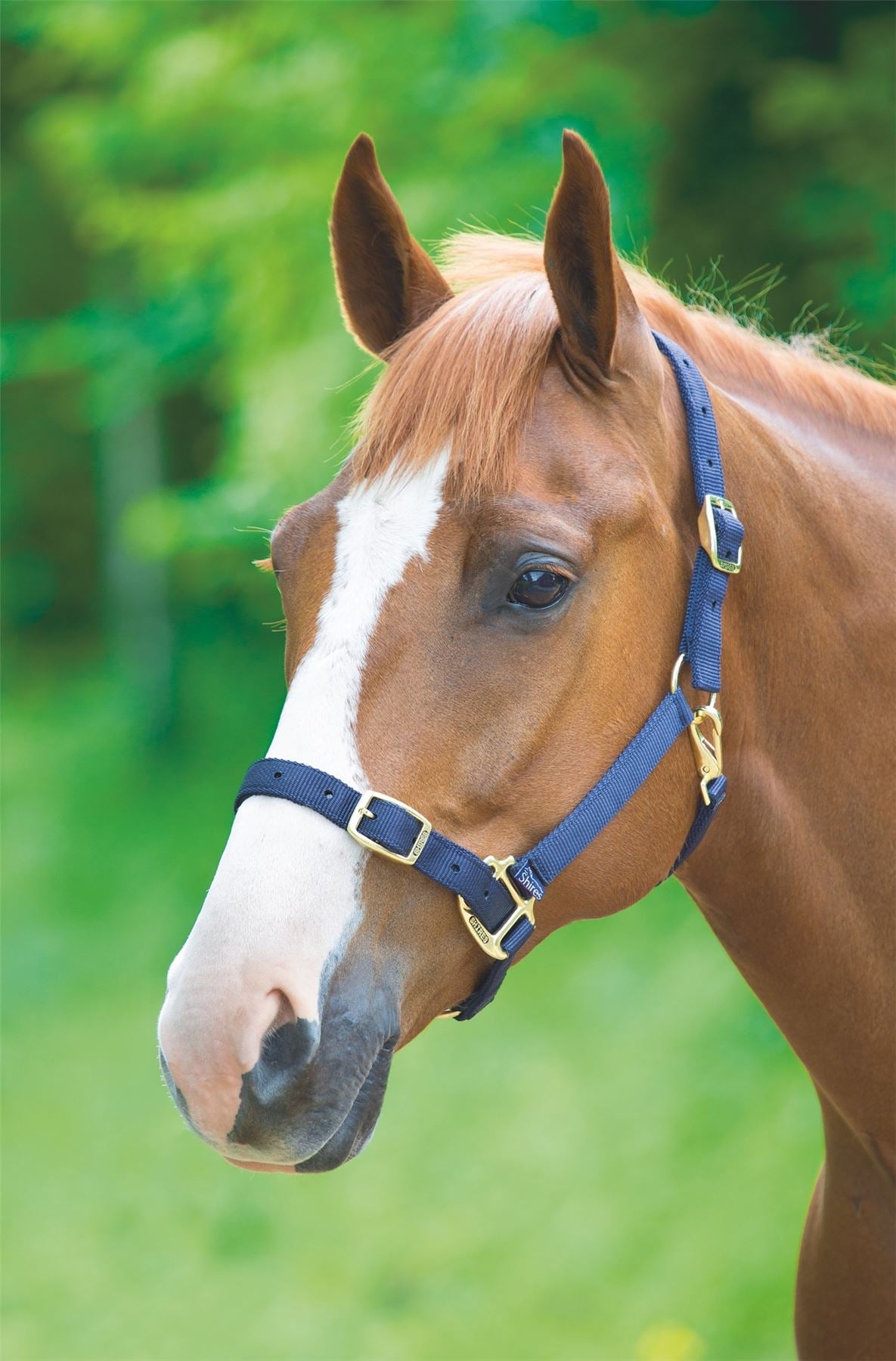 Shires Adjustable Headcollar - Just Horse Riders