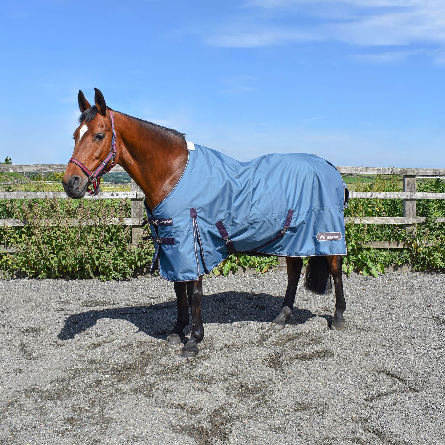 Whitaker Lupin Turnout Rug 100Gm - Just Horse Riders